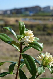 2024年開花沈丁花2月から3月開花　苗【沈丁花　白花】ポット苗　ジンチョウゲ　花の香り　毎年3月開花　自然の香水　三大香木　初心者向け　生垣