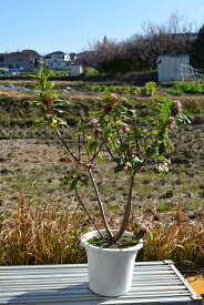 沈丁花苗2月から3月開花【沈丁花　赤花】沈丁花赤花大苗6号サイズ苗　ジンチョウゲ花　花の香り　毎年3月開花　自然の香水　三大香木　初心者向け　生垣