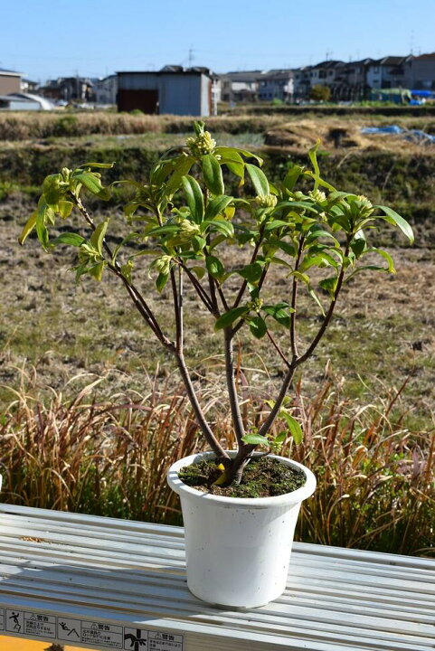 楽天市場 23年開花予定の苗 沈丁花苗 白花 沈丁花白花大苗6号サイズ苗 ジンチョウゲ白花 花の香り 毎年３月開花 自然の香水 三大香木 初心者向け 生垣 園芸百貨店何でも揃うこぼんさい