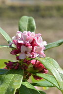 香りを楽しむ沈丁花の香り【2026年3月～4月　開花】6号サイズ　沈丁花紅花ジンチョウゲ高さ50センチ花の…