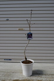 ライラック鉢植え　紫色2024年4月開花