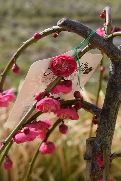 楽天市場】大きい苗のしだれ梅2024年2月頃開花の紅花しだれ梅しだれ梅 