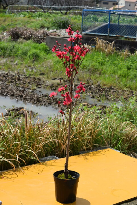 楽天市場 花桃苗22年開花苗花桃苗 照手紅 ハナモモ プラ鉢 シンボルツリー 記念樹 狭いスペース ほうき立ち性 濃いピンク色 落葉樹 ひな祭 園芸百貨店何でも揃うこぼんさい