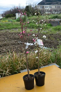 桃 苗 植木 盆栽の人気商品 通販 価格比較 価格 Com 桃 苗 植木 盆栽の人気商品 通販 価格比較 価格 Com