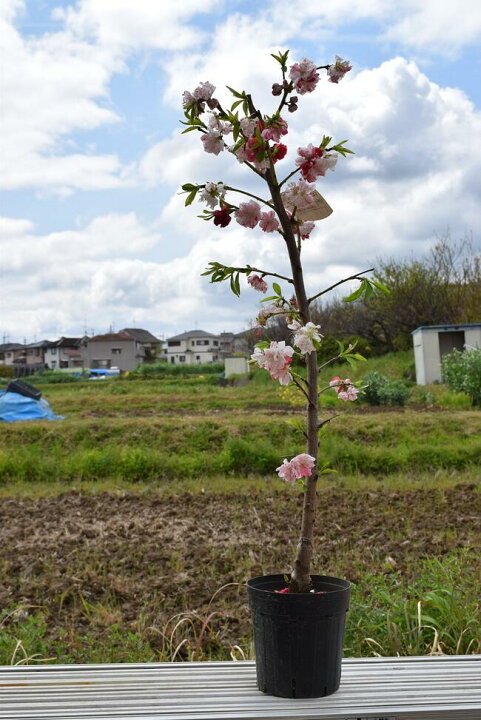 楽天市場 おすすめのおめでたいしだれ桃22年4月頃開花苗です ハナモモ 源平桃 ゲンペイモモ 枝垂れ桃花桃庭木苗 接ぎ木苗 咲き分けの源平しだれ桃 花桃 花桃花紅白しだれ桃源平しだれ桃苗 園芸百貨店何でも揃うこぼんさい