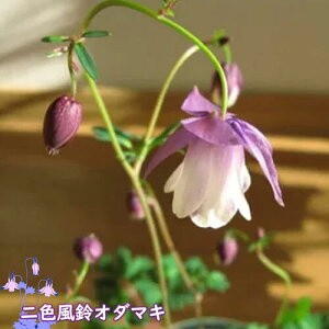 2025N2蔭BFI_}L |bgc R쑐 h N tEI_}L