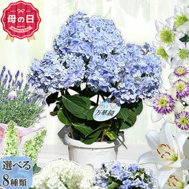 遅れてごめんね2026年まだ間に合う母の日ギフト鉢花【人気のある鉢花】選べる8種類 母の日の贈り物に 紫陽花 クレマチス カサブランカ ラベンダー 万華鏡 銀河 八重柏葉アジサイ アナベル ビエネッタ 白万重 カサブランカ ラベンダー