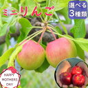2026年の母の日のプレゼントに【選べるりんご3種】 母の日ギフト 2026年4月にお花の開花後実のなるりんご 長寿紅りん…
