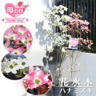 2026年5月に開花花水木のお花が楽しめるギフトとしても【選べる4種類】ハナミズキ 苗 母の日 お誕生日プ…