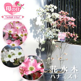 2026年5月に開花花水木のお花が楽しめるギフトとしても【選べる4種類】ハナミズキ 苗 母の日 お誕生日プレゼントに 2026年今年のおすすめ 母の日の贈り物に ハナミズキ紅白セット はなみずき ピンク花 赤花 白花