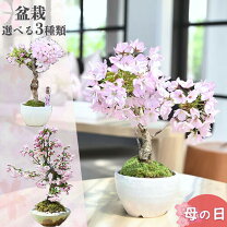 楽天市場】毎年 咲く 桜 盆栽の通販