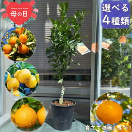 楽天市場】ブルーベリー苗ブルーベリー【果樹】大実 【ブルーベリー 