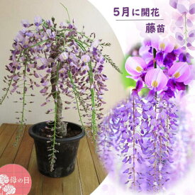 5月に藤の花プレゼントに2026年 5月末ごろ開花調整の藤となります 今年のプレゼントは鉢植えで育てる楽しみ藤育てるフジ苗 庭木フジ藤　鉢植え一才藤盆栽藤