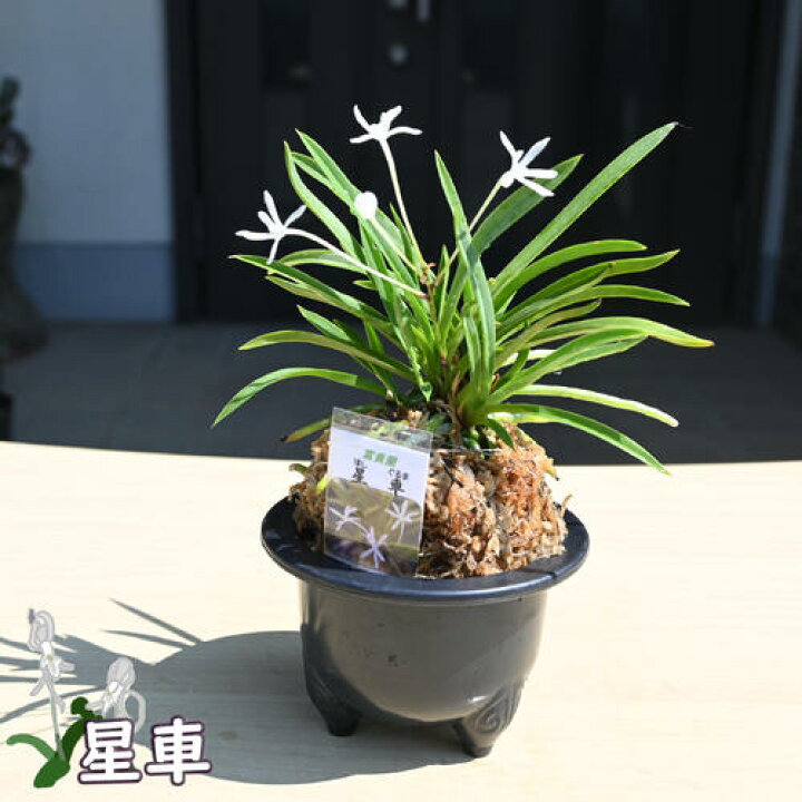 楽天市場】2025年NEW 現品 富貴蘭 星車 鉢植え 風蘭 プラ鉢入り : 園芸 