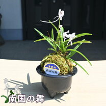 楽天市場】富貴蘭 水苔の通販