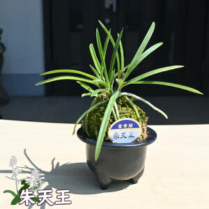 2025NNEW i xM V A  v