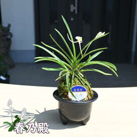 2025年NEW 現品 富貴蘭 春乃殿 鉢植え 風蘭 プラ鉢入り