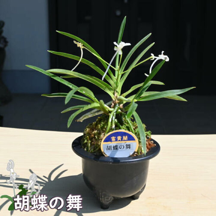 楽天市場】2025年NEW 現品 富貴蘭 胡蝶の舞 鉢植え 風蘭 プラ鉢入り 