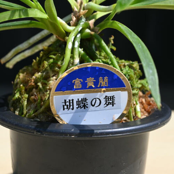 楽天市場】2025年NEW 現品 富貴蘭 胡蝶の舞 鉢植え 風蘭 プラ鉢入り 