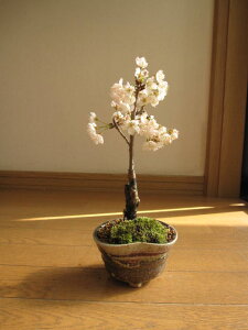 植木 盆栽 さくらんぼの人気商品 通販 価格比較 価格 Com