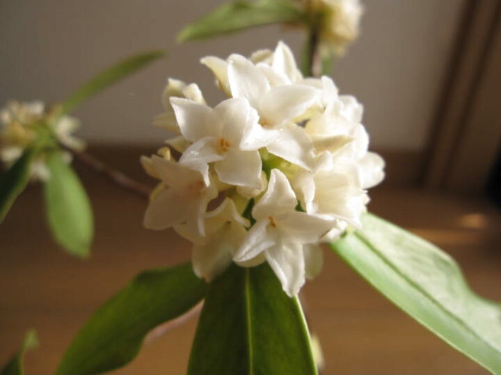 楽天市場 ギフト22年3月頃に開花のジンチョウゲ鉢植え白沈丁花花の香りがいいかおりがします 開花は毎年三月 自然の香水 沈丁花 園芸百貨店何でも揃うこぼんさい