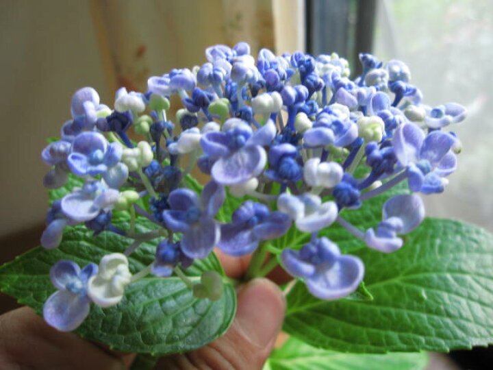 楽天市場 紫陽花 ウズアジサイ アジサイ 小苗 オタフクアジサイ お多福紫陽花苗 園芸百貨店何でも揃うこぼんさい