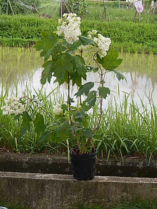 楽天市場 アジサイ白紫陽花の大苗八重柏葉アジサイ八重カシワバアジサイスノーフレーク開花終了剪定した状態でのお届けとなります 園芸百貨店何でも揃うこぼんさい