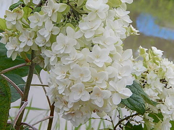 楽天市場 アジサイ白紫陽花の大苗八重柏葉アジサイ八重カシワバアジサイスノーフレーク開花終了剪定した状態でのお届けとなります 園芸百貨店何でも揃うこぼんさい