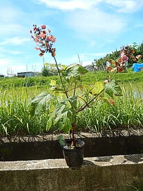 山アジサイ 【紫陽花の中苗】一重柏葉アジサイ　2024年開花予定の状態でお届けとなります　スノークィーン