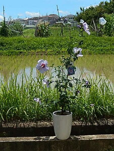 ���N�Q�؞۔��A��2025�N7���J�ԃ��N�Q�u���[�o�[�h