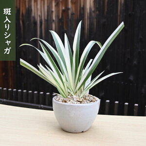 2025NNEW VK A R쑐 N