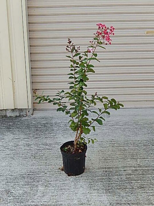 楽天市場 8月開花苗百日紅苗木接ぎ木サルスベリぺチートサンシャイン22年開花百日紅サルスベリ苗ぺパーミントレースサルべりナウ義６号サイズ百日紅 サルスベリ 園芸百貨店何でも揃うこぼんさい