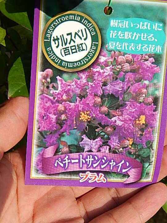 楽天市場 百日紅サルスベリ苗 4種類の いろんなサルスベリ赤と白 紫と 紅白セット 園芸百貨店何でも揃うこぼんさい