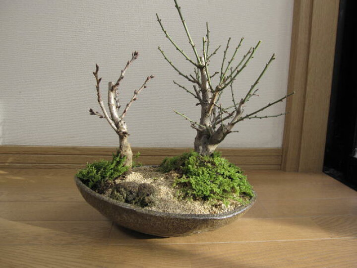 楽天市場 桜盆栽お祝い紅白梅桜盆栽贈り物盆栽信楽鉢入り盆栽22年開花の花芽付の桜盆栽となります 園芸百貨店何でも揃うこぼんさい