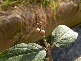 盆栽2024年　　今季の花芽無　満月ロウバイ鉢植え満月蝋梅ロウバイ蝋梅のお花からとてもいい香りします。満月ロウバイ鉢植え