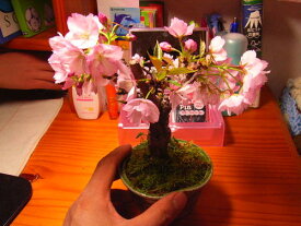 自宅でさくらのお花見2024年開花4月に桜盆栽桜　旭山桜盆栽 ミニ盆栽のサクラでもちゃんとお花見が楽しめます。