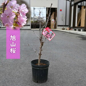 A؁yRz Rc؁@TNc@ʂ̍肠܂傫ȂȂ̕c@؁@d炫@t