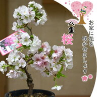 自宅でお花見サクラ鉢植え盆栽タイプ桜　2026年3月下旬～4月上旬開花 八重桜 プラ鉢入り サトザクラ系 サ…