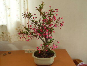 植木 盆栽 桜盆栽の人気商品 通販 価格比較 価格 Com