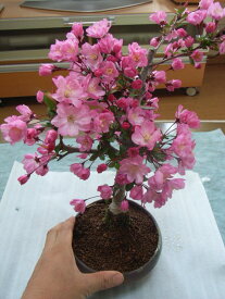 母の日鉢花ギフトにおすすめ 2024年4月中頃開花のハナカイドウ盆栽：花海棠ハナカイドウ