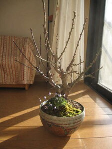 ~~2026N3Jԗ\~̊J g~~͂ƎR쑐̊񂹐A y~́zMyĂg~~