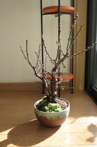 j~~2026N2Jԗ\g~̊JԂXXłBg~g~{̎gƔ̔~̉