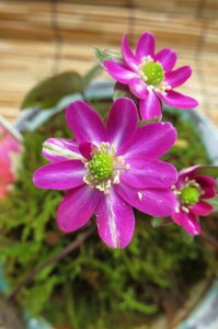 hኄ@@ኄ葐@@ԉԈd炫 