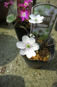 hኄ@@ኄ葐@@Ԉd炫 