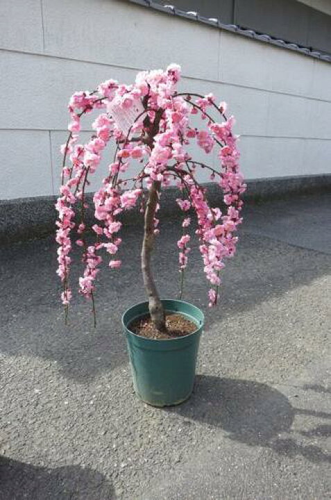 しだれ梅 花ウメ 枝垂れ接木苗木 白花 庭木シンボルツリー 春 鉢植え お値下げ