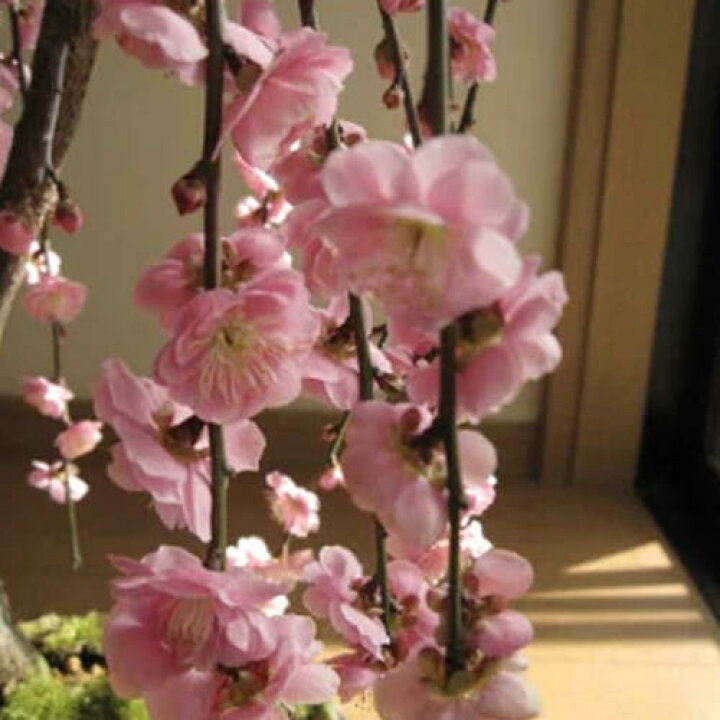 楽天市場】お花と梅のお花の香りを楽しむ枝垂れ梅ピンク2026年2月～3月 