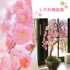 2026年3月頃に開花梅の香りをプレゼントお花の鉢植えおすすめの梅しだれ梅鉢花香りとお花の贈り物にお梅盆栽八重咲しだれ梅花鉢八重しだれ梅香りも楽しめます鉢植え花 ギフト誕生日プレゼント 盆栽梅 盆栽 鉢植え花