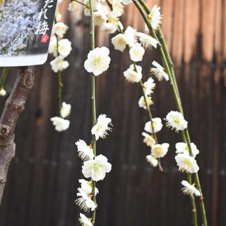 楽天市場】鉢植え梅2025年3月～4月開花 八重枝垂れ梅 白花 苗 プラ鉢 
