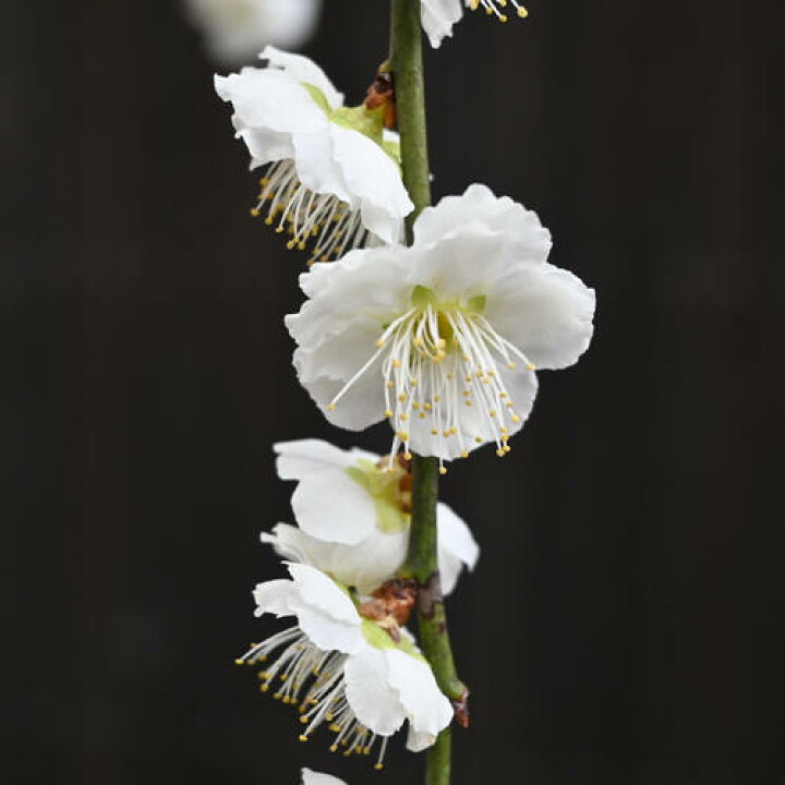楽天市場】鉢植え梅2025年3月～4月開花 八重枝垂れ梅 白花 苗 プラ鉢 