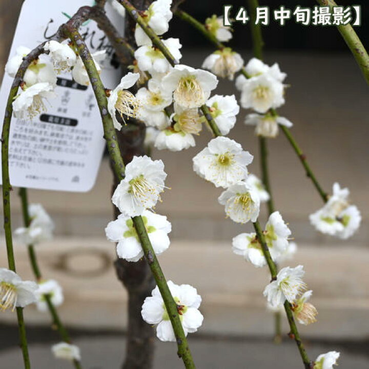 楽天市場】鉢植え梅2025年3月～4月開花 八重枝垂れ梅 白花 苗 プラ鉢 